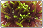 Green Tip Torch Coral